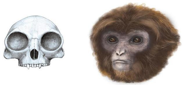 Reconstrucción de cráneo y de la apariencia de 'Pliobates cataloniae'. 