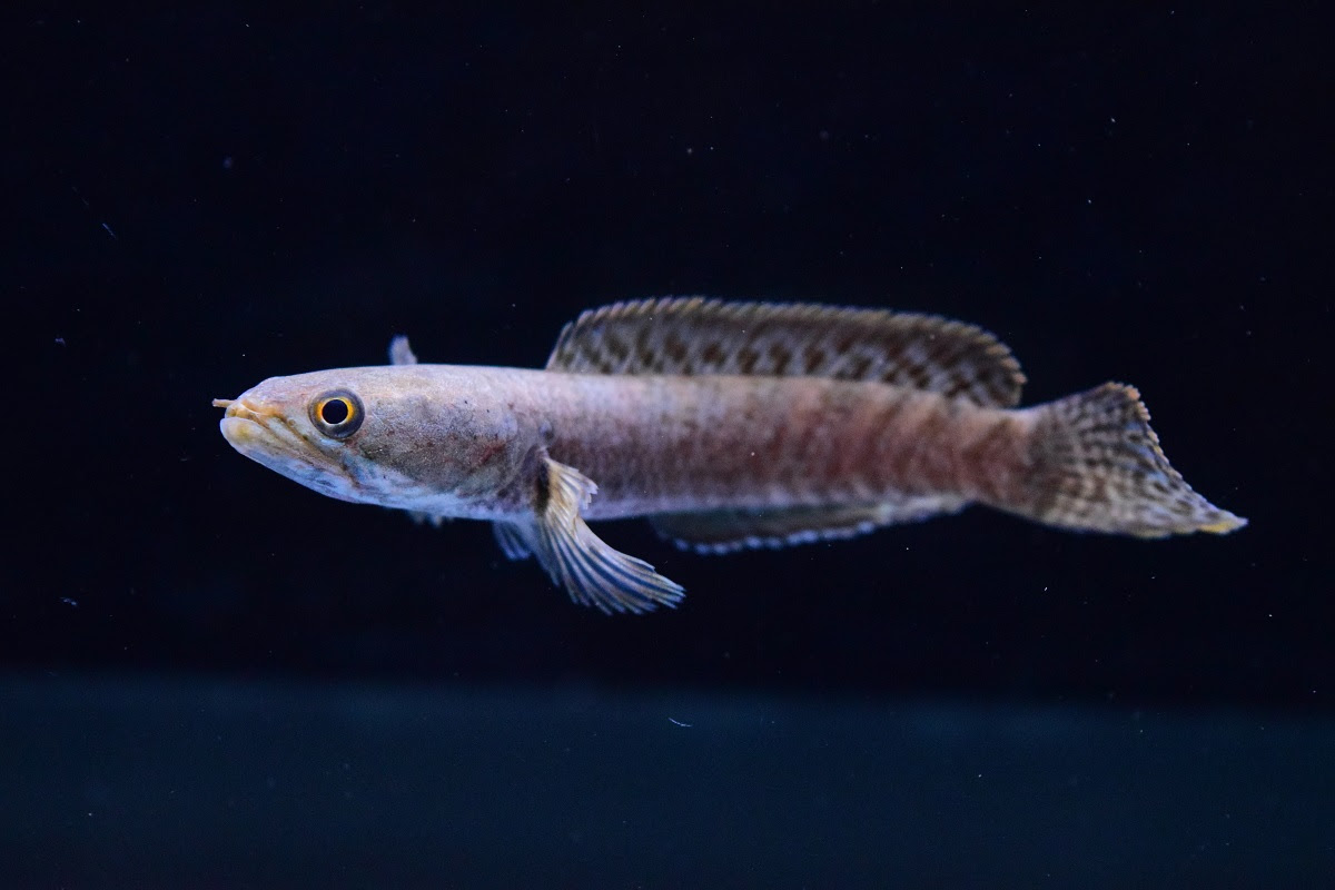 今日の掲載魚 静岡市の熱帯魚専門店 大型魚 古代魚 珍魚 World Rivers