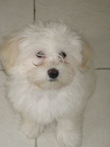 Toby