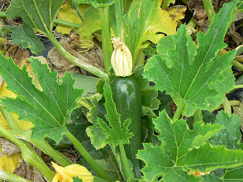 courgette longue.jpg