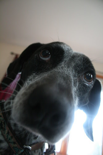 Misty Sad Eyes Dog