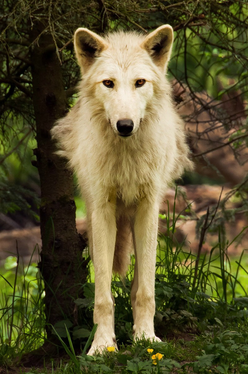 Fashion Model, Wolf, Style inspiration, Fashion photography, Long hair