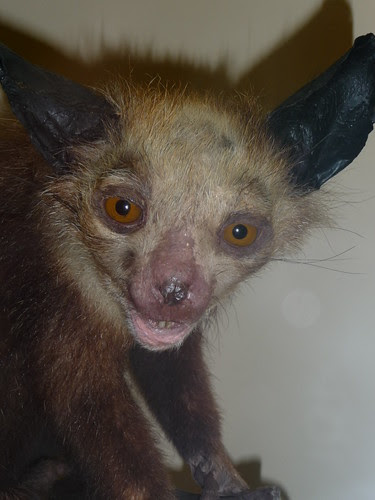 ugly animals pics. Ugly-Animal by shorty_nz_2000