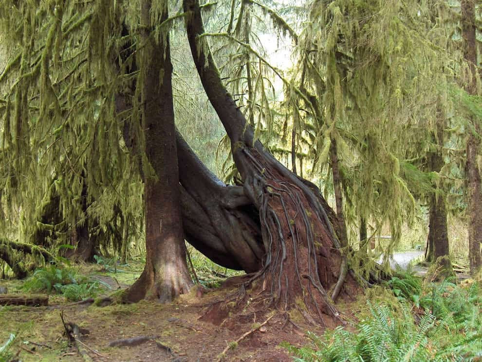 Olympic National Park trees and roots in Hoh Rain Forest