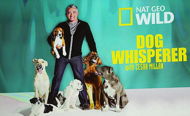 ‘Dog Whisperer’ Cesar Millan Under Investigation for ...
