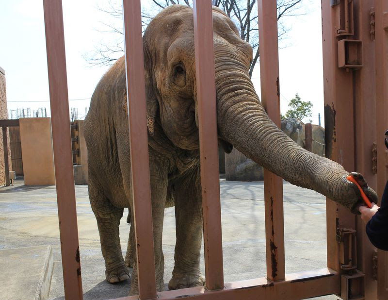 日立市の子連れスポット3選 ゾウの餌やりに日本一長いすべり台も 茨城県 トラベルjp 旅行ガイド