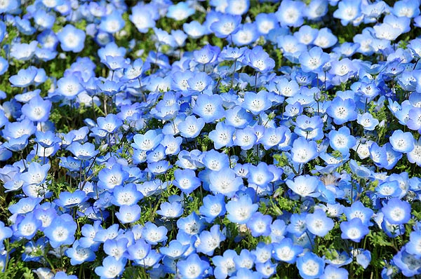青いのは 空か花かキミの心か ザビエル カトーの いい加減に生きてます