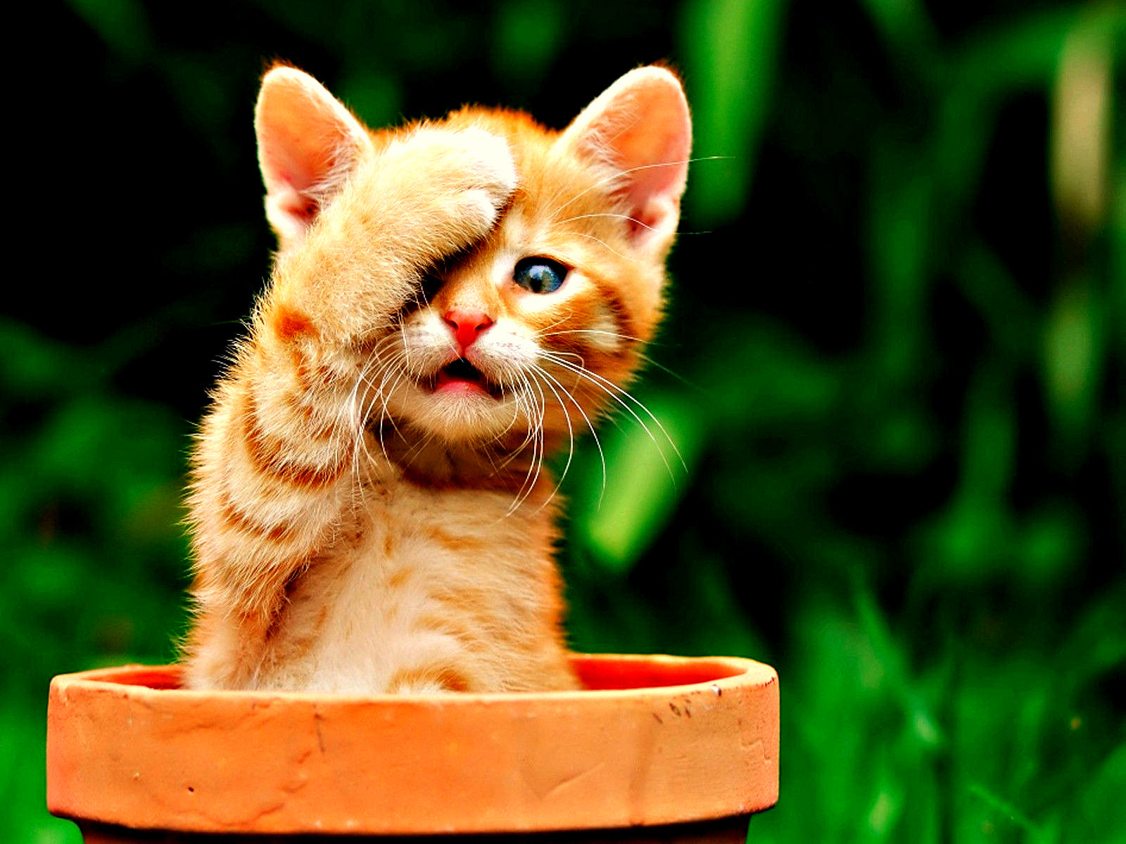 images Derpy Cat Wallpaper fanpop