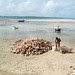 Conch-scape, Habour Island