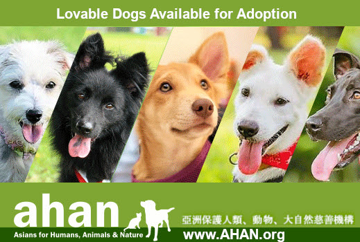 Ahan San Francisco Bay Area Dog Rescue Dog Adoption Sf Bay Area Animal Rescue Organization For Abandoned And Neglected Dogs Focusing On Pet Adoptions