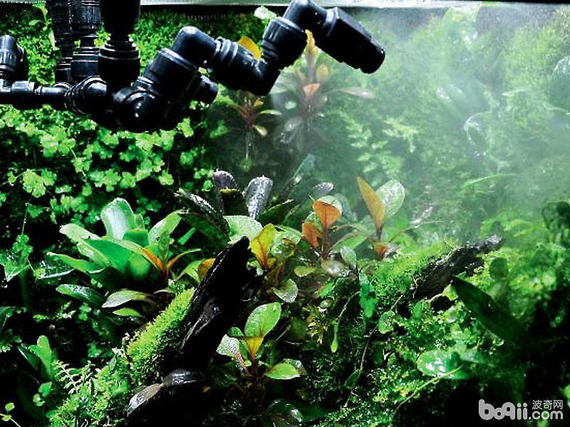 水族雨林缸的制作方法 水族器材 波奇网百科大全