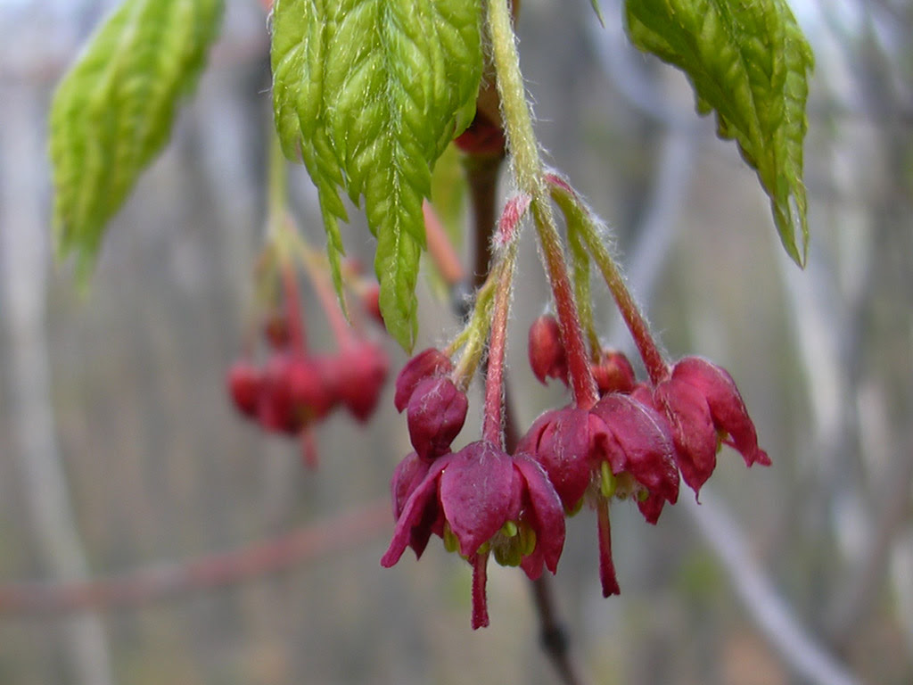 北海道そのへんの花 カエデ科 ハウチワカエデ Acer Japonicum