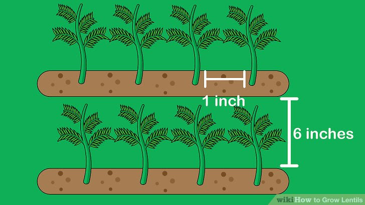Grow Lentils Step 8.jpg