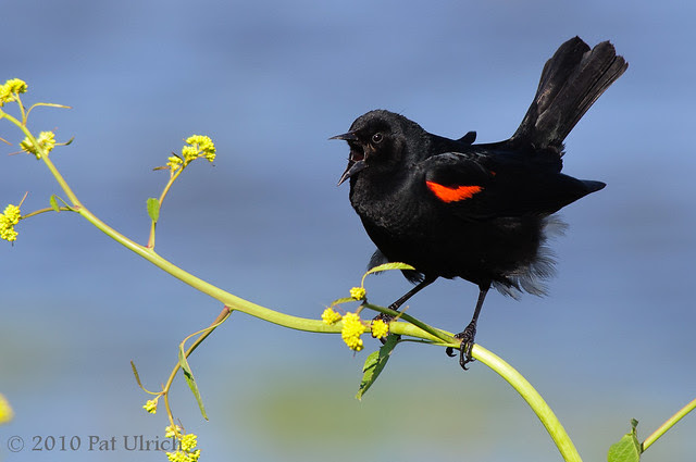 Singing red-winged blackbird