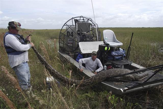 Salah seorang pemburu berhasil mengangkap ular piton burma Para pejabat di Taman Nasional Everglades di Florida telah menangkap dan membunuh seekor ular piton Burma sepanjang 16 kaki (4,8 meter), yang baru saja memakan seekor rusa dewasa.