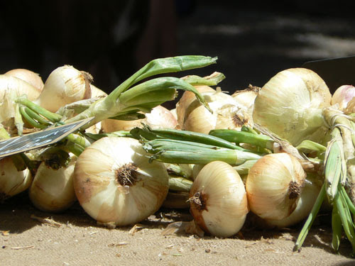 oignon des cévennes.jpg