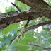 Young Sweet Gum Tree Bark : This means that any damage sustained to the trunk that results in a substantial loss of bark will certainly have an effect on the performance of the tree.