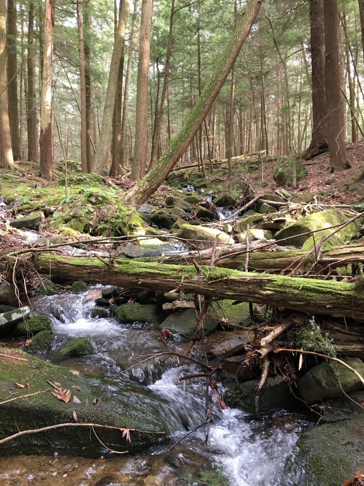 handsomelake | Allegheny Site Management | Allegheny ...