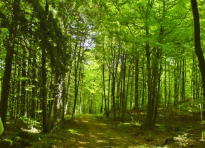 beech forest