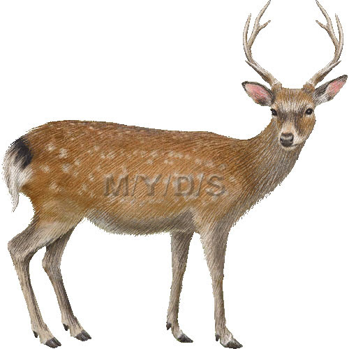 ニホンジカ 日本鹿 のイラスト 条件付フリー素材集