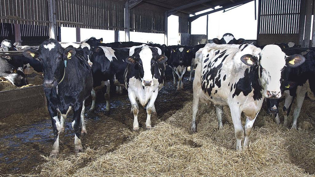 ÎÎµÎ½ÎµÏÎ¹ÎºÎ® Î²ÎµÎ»ÏÎ¯ÏÏÎ· ÏÏÎ½ Î²Î¿Î¿ÎµÎ¹Î´ÏÎ½ Î´Î¹Î± ÎµÎ¼Î²ÏÏÎ¿Î¼ÎµÏÎ±ÏÎ¿ÏÎ¬Ï | in.gr