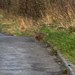 Arcot, Rabbit