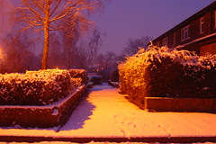 Snow #4