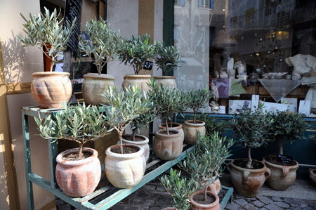 オリーブ 植え替え方法は