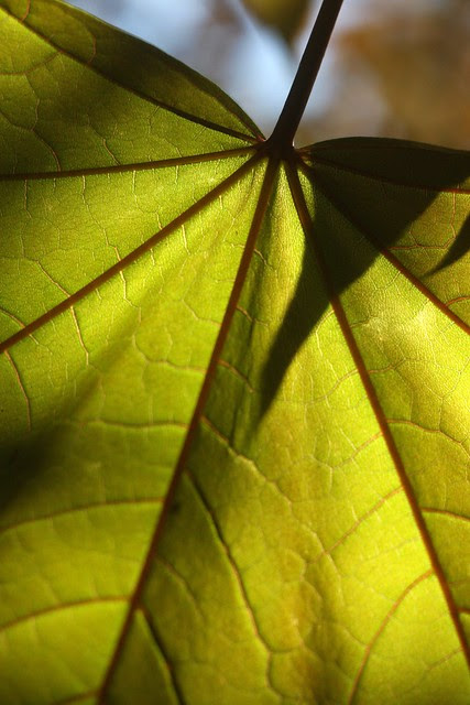 spring maple