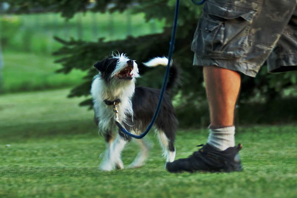 Pawsitive Vybe | Dog Training, Performance, and Canine Art