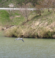 30 heron