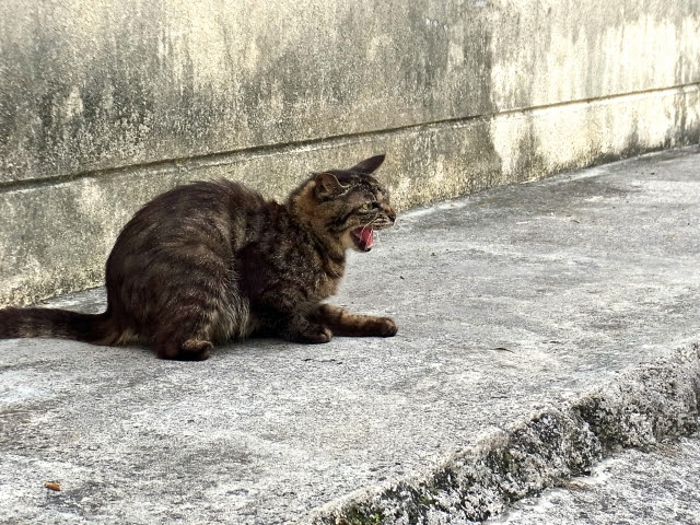 猫の威嚇には４つの原因がある しつけはできる 対処法は 猫の総合情報サイト ペットスマイルニュースforネコちゃん