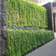 19+ Tanaman Rambat In English, Koleksi Terkini!