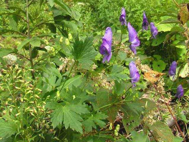 トリカブト 浅中裂 高山植物図鑑 登山道の花