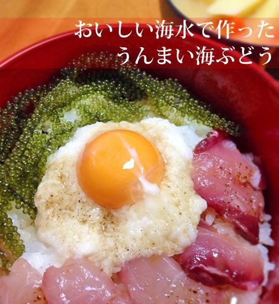 海ぶどう 海ぶどう製造 販売 株式会社 養殖屋