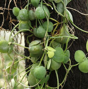 ディスキディアの育て方 ヤサシイエンゲイ