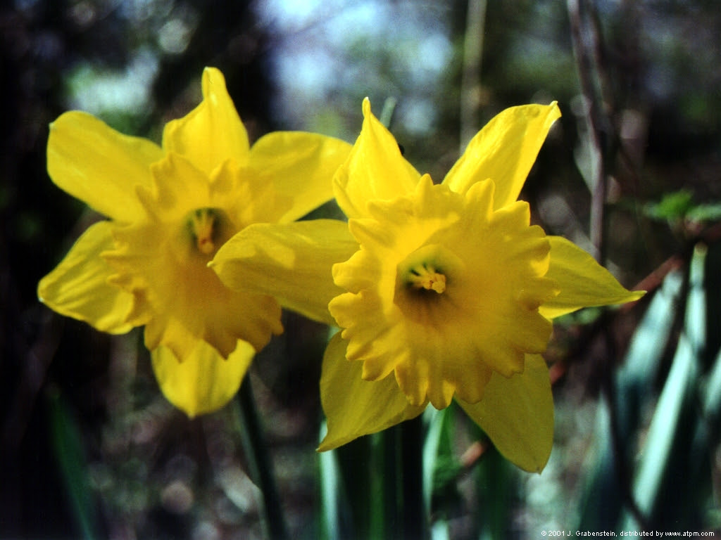 Acrylic Water Flower Passion Flower Tea