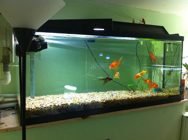 goldfish care