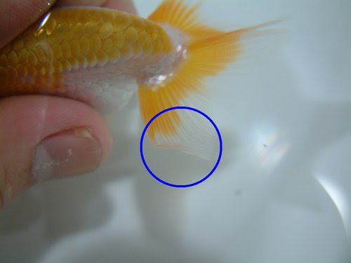 金魚燙尾病 氣泡病 防治 叮噹之王 日蘭o土佐 痞客邦