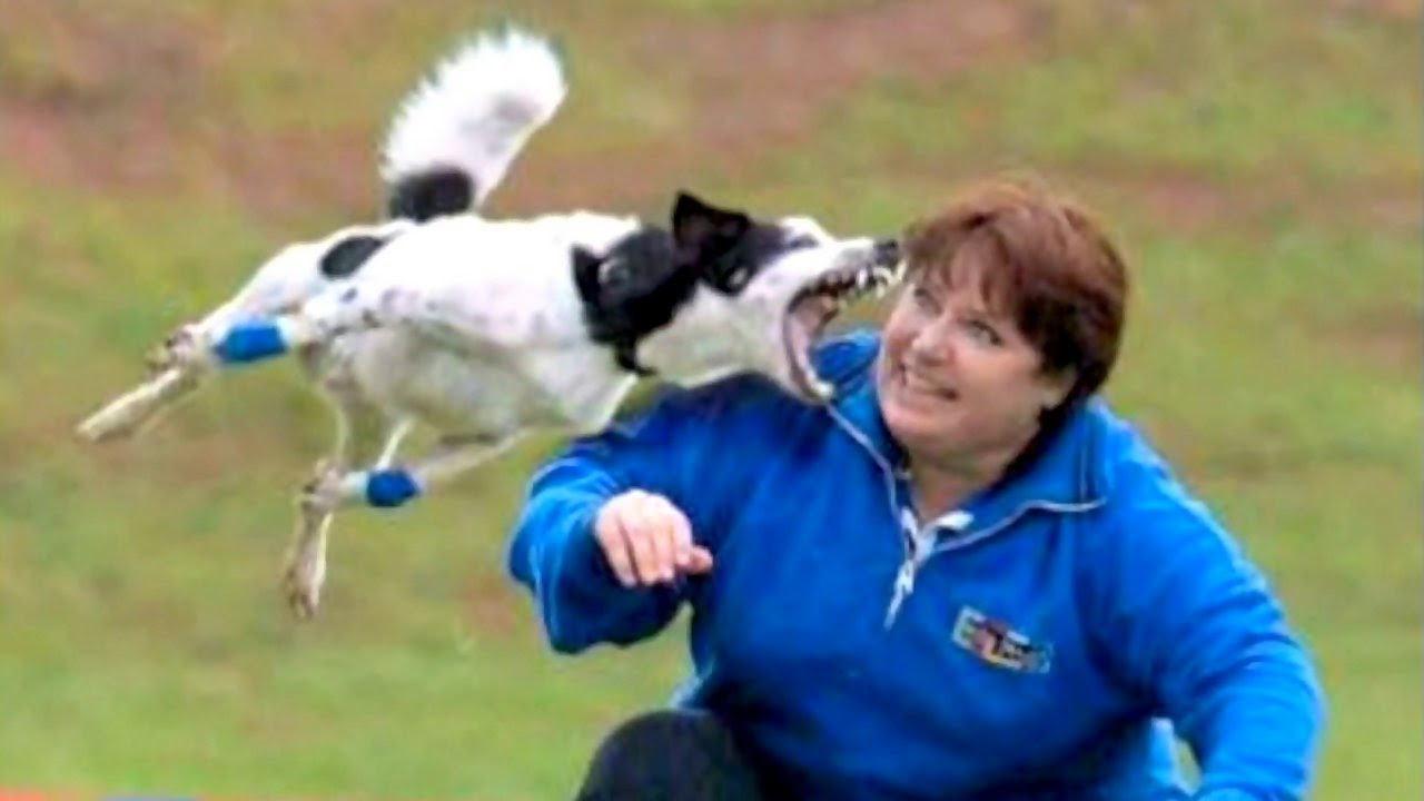 funny images dogs