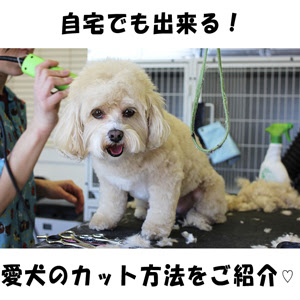 自宅でも出来る 愛犬のカット方法を紹介 犬の総合情報サイト ペットスマイルニュースforワンちゃん