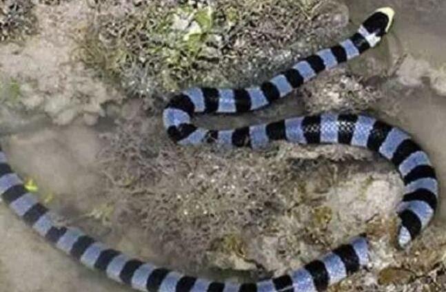 海蛇有毒吗 海蛇主要有哪几种 这些蛇都有哪些形态特征 生活常识 赢家财富网