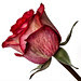 A Rose