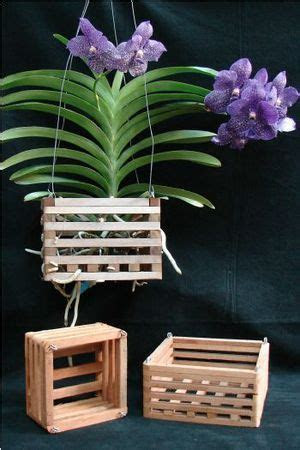 wood orchid vanda basket  wire hanger orchids