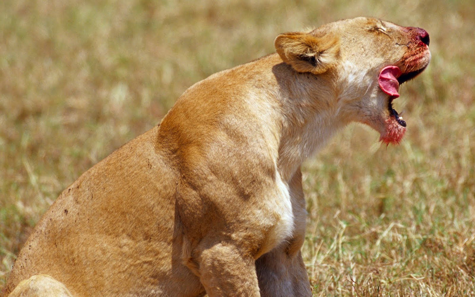 Foto Foto Kehidupan Alam Liar Afrika
