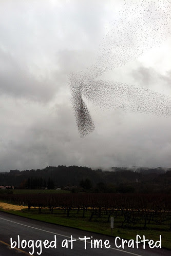 Birds Flock Together