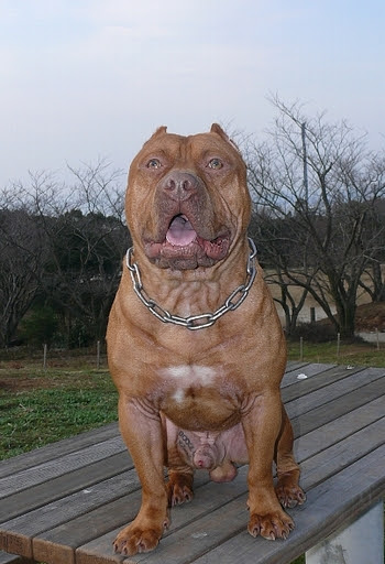 アメリカンピットブルテリア ｍｏｏｎｂａｙ ｍａｚ アメリカンピットブルテリアのマサイ君