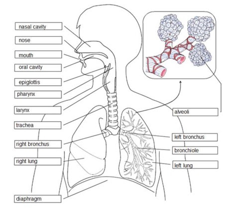 ImageQuiz: Respiratory System Labeling Practice