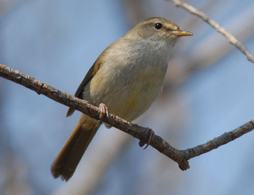ウグイス ヒタキの仲間