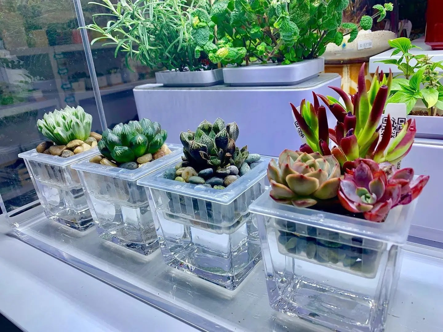 Transparent flowerpot model